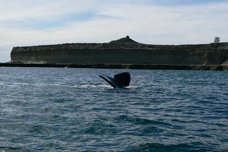 14 Balena Franca Austral